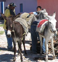 donkeys san miguel